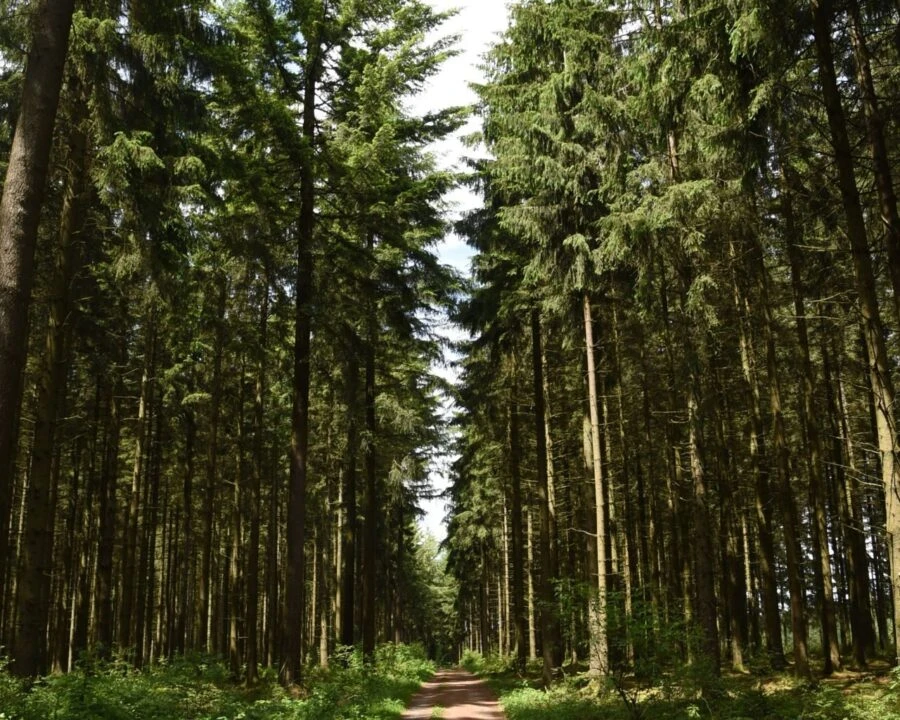 Photo d'une promenade dans les bois.